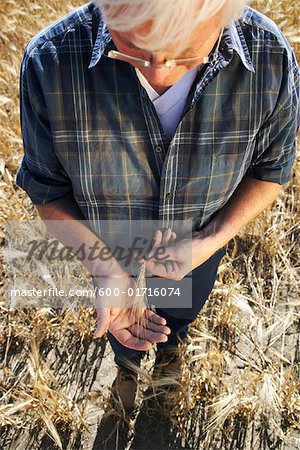 Farmer Examining Grain