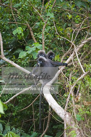 Portrait de Dusky Leaf Monkeys, mont Raya, île de Langkawi, Malaisie