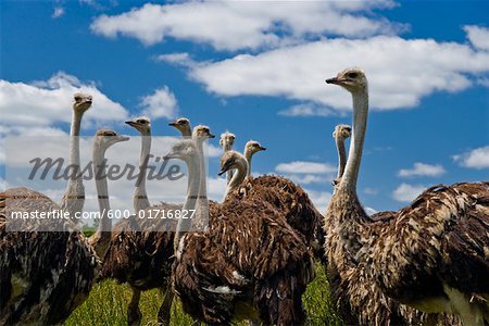 Flock of Ostrich on Ostrich Farm Ontario, Canada