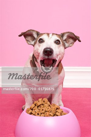 Jack Russell Terrier Eating