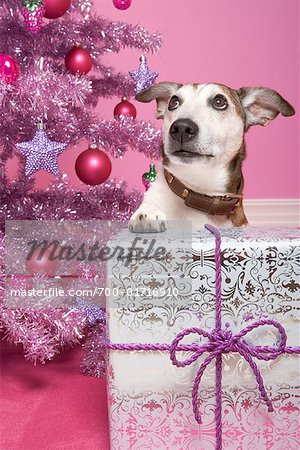 Jack Russell Terrier avec le cadeau de Noël