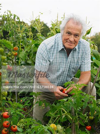 Homme d'âge mûr dans le jardin potager