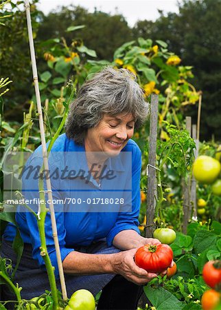 Ältere Frau, die Tomaten im Garten zu bewundern