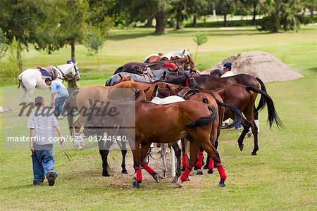 Gruppe von Pferden in einem Feld