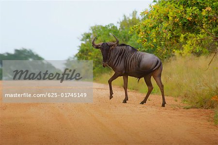 Wildebeest (Connochaetes taurinus) crossing the road, Kruger National Park, Mpumalanga Province, South Africa