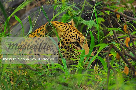 Male leopard (Panthera pardus) hiding in tall grass in a forest, Motswari Game Reserve, South Africa