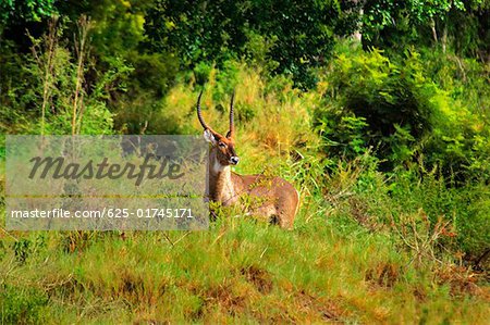 Male waterbuck (Kobus ellipsiprymnus) in a forest, Kruger National Park, Mpumalanga Province, South Africa