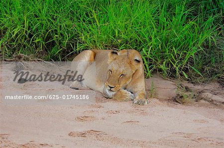 Löwin (Panthera Leo) schlafen im trockenen Flussbett, Motswari Game Reserve, Südafrika