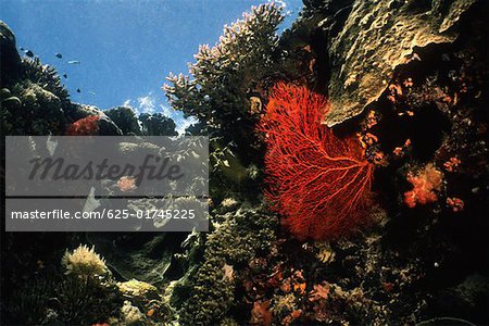 Gorgonian Sea Fan (Subergorgia mollis) underwater, Palau