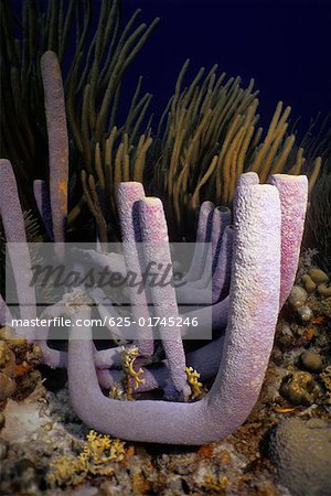 Nahaufnahme von einem Backrohr Schwamm (Aplysina Archeri) Unterwasser, Bonaire, Niederländische Antillen