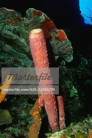 Gros plan de Stovepipe éponge (Aplysina Archeri) sous l'eau, les îles Turques et Caïques, les Antilles