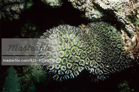 Gros plan des étoiles Coral sous-marine Pemba Channel, Tanzanie