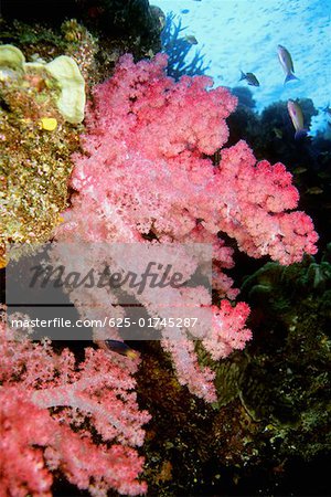 Close-up of Pink Soft Coral underwater, Fiji