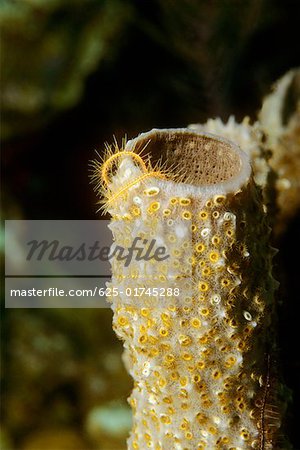 Gros plan de branchement Vase éponge (Callyspongia vaginalis) sous l'eau, Belize