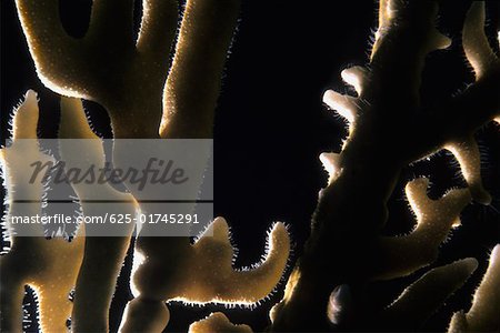Gros plan d'une ramification feu Coral (Millepora Alcicornis) sous l'eau, îles Caïmans Gros plan d'une ramification feu Coral (Millepora Alcicornis) sous l'eau, îles Caïmans