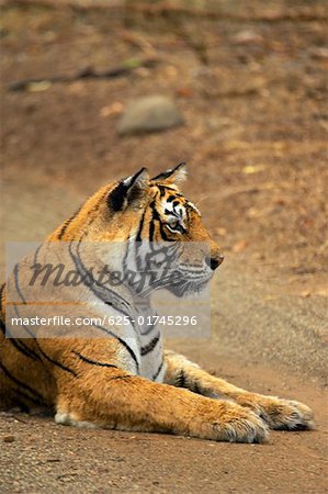 Tigresse (Panthera tigris) assis sur le chemin de terre, Parc National de Ranthambore, Rajasthan, Inde