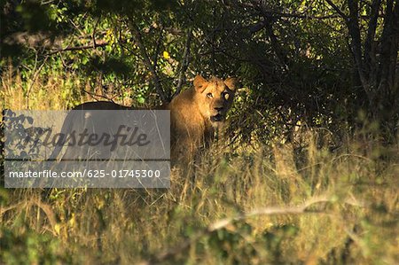Löwe (Panthera Leo) im Wald, Makalali Private Game Reserve, Krüger Nationalpark, Limpopo, Südafrika
