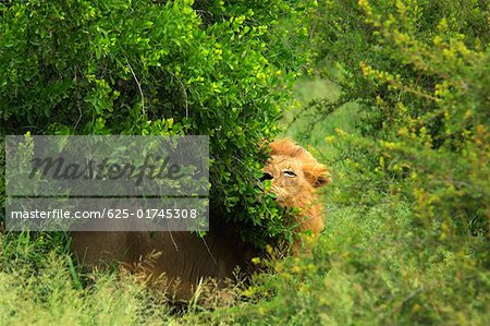 Lion (Panthera leo) in a forest, Motswari Game Reserve, Timbavati Private Game Reserve, Kruger National Park, Limpopo, South