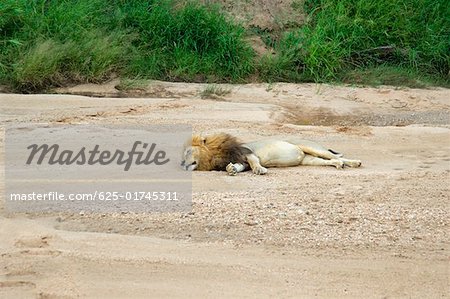 Lion (Panthera leo) dormir dans une forêt, Motswari Game Reserve, Timbavati Private Game Reserve, Parc National de Kruger, Limpopo,