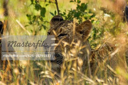 Löwe (Panthera Leo) Jungtier in einem Wald, Makalali Private Game Reserve, Limpopo, Südafrika