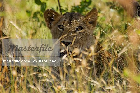 Cub Lion (Panthera leo) dans une forêt, Makalali Private Game Reserve, Limpopo, Afrique du Sud