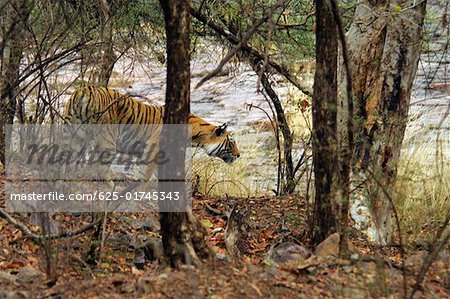 Tigerin (Panthera Tigris), Wandern im Wald, Ranthambore Nationalpark, Rajasthan, Indien