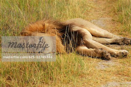 Lion (Panthera leo) se trouvant dans un chemin d'accès, Delta de l'Okavango, Botswana
