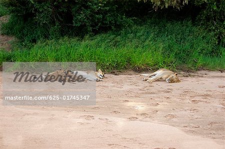 Lionne (Panthera leo) dort avec ses petits dans une forêt, Motswari Game Reserve, Timbavati Private Game Reserve, Kruger