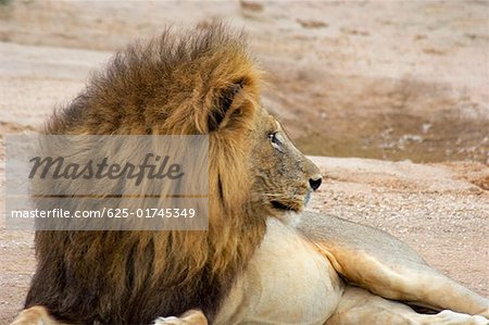 Nahaufnahme eines Löwen (Panthera Leo) im Wald, Motswari Game Reserve, Timbavati Private Game Reserve, Krüger Nationalpark,
