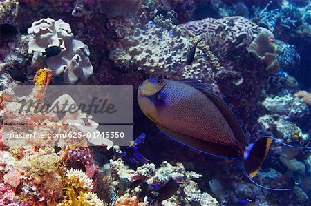 Vlamings Unicornfish nager sous l'eau, Papouasie Nouvelle-Guinée