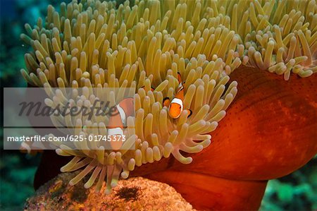 Two Spine Cheek anemone fish (Premnas biaculeatus) swimming underwater, Papua New Guinea