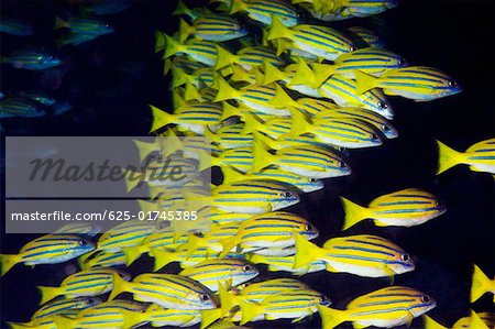 School of Bluelined Snappers swimming underwater, North Sulawesi, Sulawesi, Indonesia