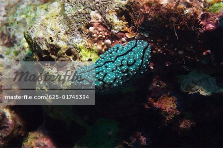 Nudibranch swimming underwater, Papua New Guinea