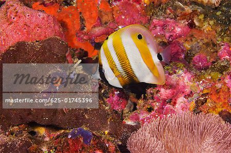 Orange-banded Coralfish swimming underwater, Papua New Guinea