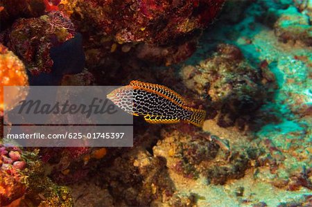 Girelle léopard (Girelle meleagris) nageant sous l'eau, Sulawesi du Nord, Sulawesi, Indonésie