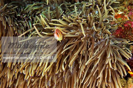 Rosa Anemonenfisch (Amphiprion Perideriaion) in Seeanemone, Nord-Sulawesi, Sulawesi, Indonesia