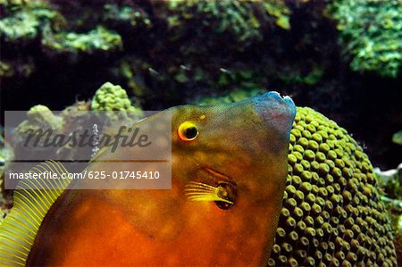 Close-up of a Blackheaded filefish (Pervagor melanocephalus) swimming underwater, Cayman Islands