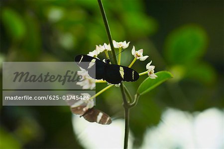 Nahaufnahme eines Doris Schmetterlings (Heliconius Doris) Blüten bestäubenden