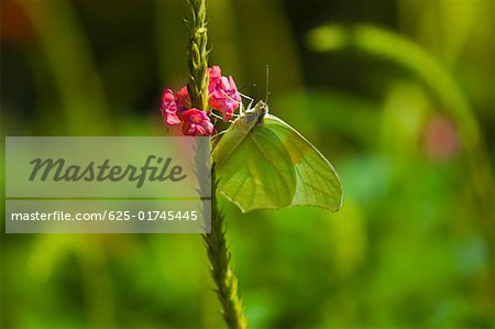 Close-up of a Lyside Sulphur (Kricogonia lyside) butterfly pollinating a flower