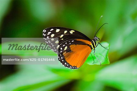 Close-up of a Tiger Longwing (Heliconius Hecale) butterfly on a leaf