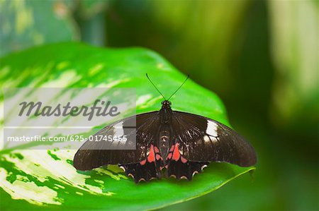 Gros plan d'un papillon de Doris (Heliconius Doris) sur une feuille