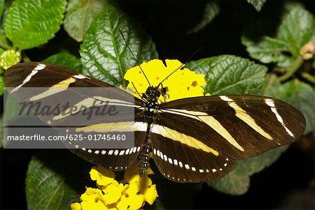 Close-up of a Zebra Longwing butterfly (Heliconius charitonius) pollinating a flower