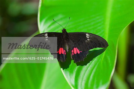 Gros plan d'un papillon Ruby-Spotted machaon (Papilio Anchisiades) sur une feuille