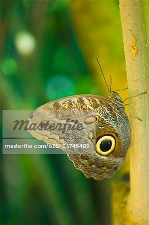 Close-up of an Owl butterfly (Caligo Eurilochus) on a leaf