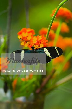 Close-up of a Doris butterfly (Heliconius Doris) pollinating flowers