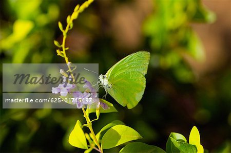 Close-up of a Lyside Sulphur (Kricogonia lyside) butterfly pollinating a flower