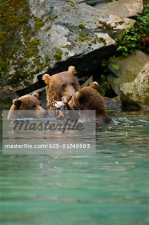 Grizzly bear (Ursus arctos horribilis) with its two young cubs in a lake