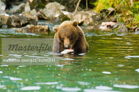 Grizzli (Ursus arctos horribilis) manger un saumon
