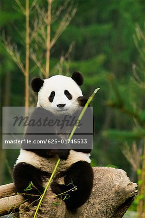 Gros plan d'un panda (Alluropoda melanoleuca) tenant un bâton