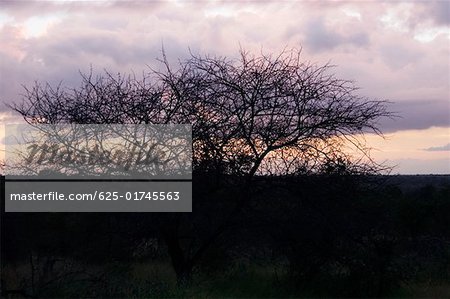 Silhouette of bare trees at dusk, Kruger National Park, South Africa